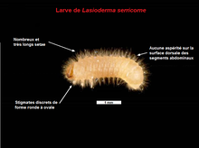 L. serricorne larva Lasioderma serricorne-fr.png