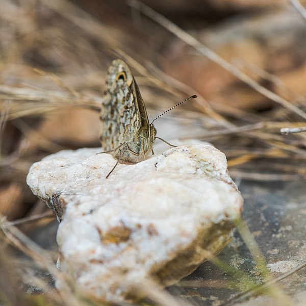 File:Lasiommata megera, Sète 04.jpg