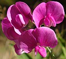 Lathyrus latifolius flower close up