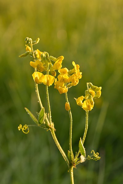 File:Lathyrus pratensis - aas-seahernes.jpg