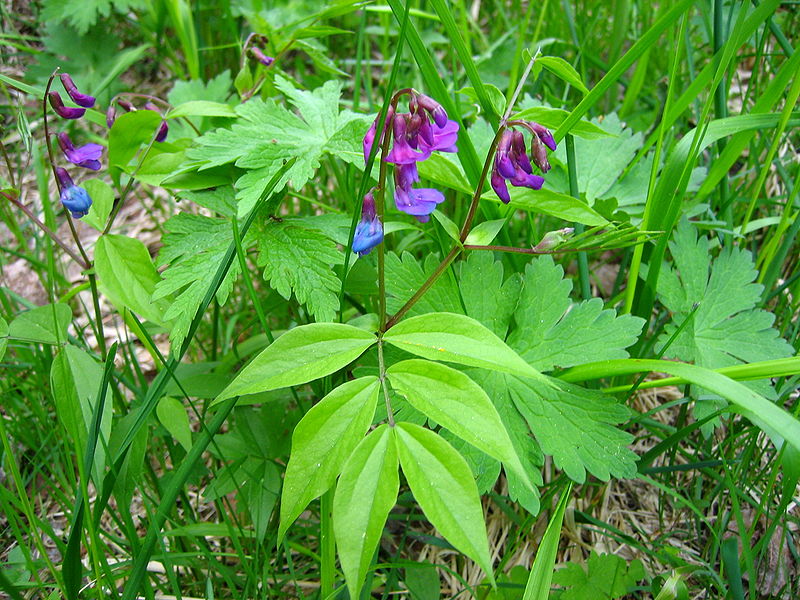 File:Lathyrus vernus in natural environment.jpg