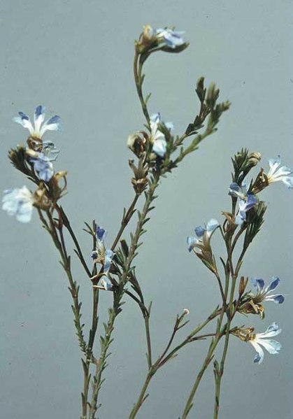 File:Lechenaultia heteromera.jpg