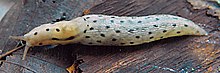 The untypical spotted pattern found in Moravia: photo M. Horsak Lehmannia carpatica from Moravia.jpg