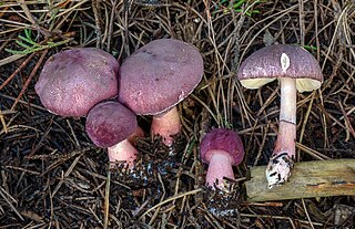 <i>Lepiota decorata</i> Species of fungus