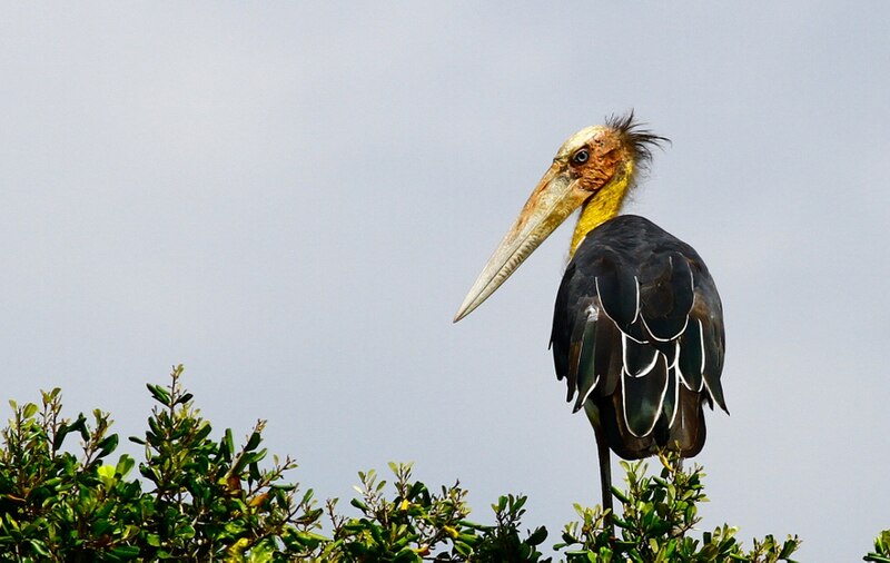 File:Lesser Adjutant.jpg