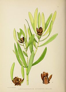 <i>Leucadendron microcephalum</i> Species of shrub in the family Proteaceae, endemic to the Western Cape of South Africa