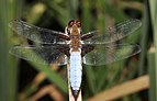 Libellula depressa