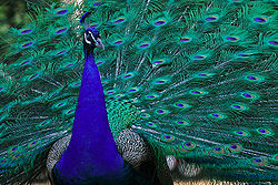 Lightmatter peacock.jpg