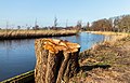 Afgezaagde boom aan de waterkant van de Lijkvaart.