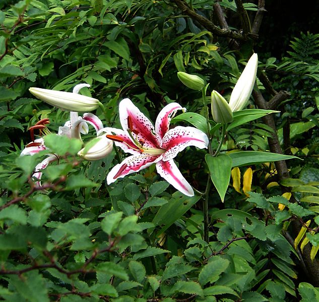 File:Lilium Tiger Woods - Flickr - peganum (1).jpg