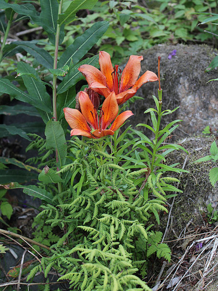 File:Lilium bulbiferum Kemi, Finland 15.07.2013.jpg