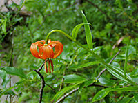 Lilium carniolicum