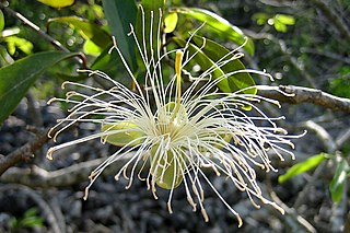 <i>Cynophalla flexuosa</i> Species of flowering plant