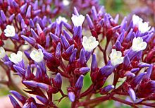 Limonium perezii at the San Francisco Botanical Garden