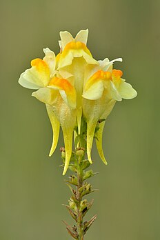 Fleurs d'une linaire commune. (définition réelle 4 000 × 6 000)