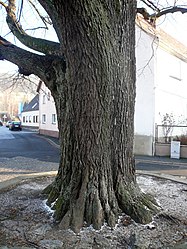 Linden tree in Arnshausen, 1.jpg