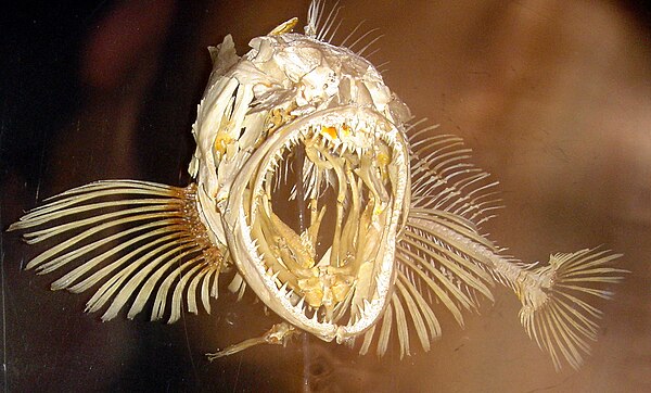 Skeleton of a lingcod, a ray-finned fish