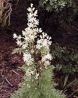<i>Lomatia silaifolia</i> Species of plant in the family, Proteaceae native to eastern Australia
