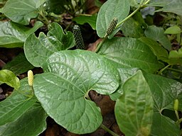 Long pepper plant(Piper longum).JPG