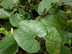 Long pepper plant(Piper longum).JPG