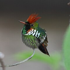 ♂ Lophornis magnificus