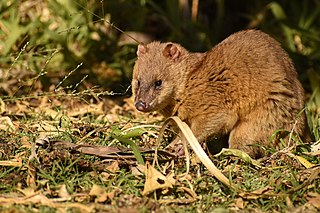 <span class="mw-page-title-main">Big lutrine opossum</span> Species of marsupial