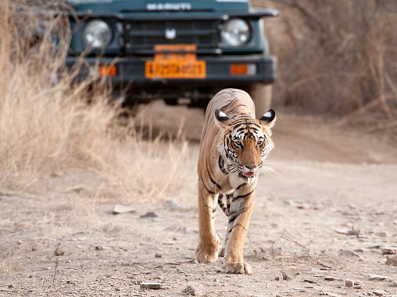 File:Luxury Tiger Tourism! (8159756904).jpg