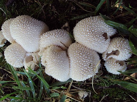 Lycoperdon curtisii