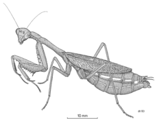 Miomantis caffra