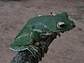 Malabar gliding frog by Tony Antony.jpg