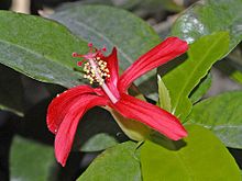 Malvacee - Hibiscus clayi.JPG