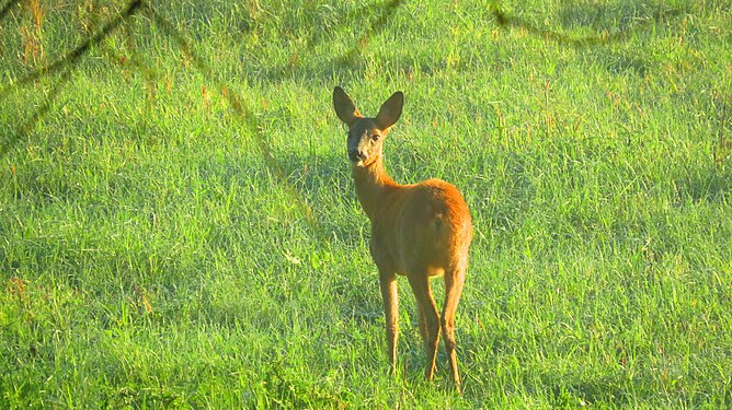 Reh auf Wiese in der morgendlichen Sonne