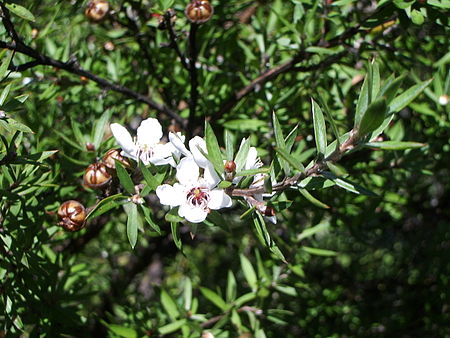 Leptospermum_scoparium