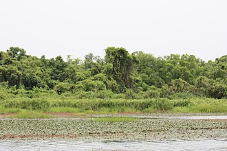 Mare aux Hippopotames Mare aux hippos MS 2068.jpg