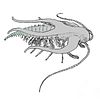 Life restoration of Marella, the most common animal in the Burgess Shale.