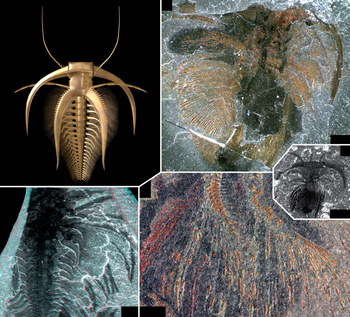 Marrella splendens by Haug et al. 2012
Top left- dorsal view on a rendered 3D model
top right and centre right- micrographs under polarized light
top right - well preserved specimen USNM 83486f with the exopods in a "rusty" preservation (cf. Garcia-Bellido and Collins 2006)
bottom left - stereo image of specimen USNM 139665. Exopods of preceding limbs are super-imposing each other, separated by a thin layer of sediment
bottom right - detail of specimen ROM 56766A in "rusty" preservation. Here the spines on the lateral side of the exopod ringlets are well preserved
centre right - one of the smallest specimens of M. splendens USNM 219817e that possesses preserved appendage remains Black bars for centre right image = 0.6mm, rest = 1mm Marrella splendens by Haug et al.png