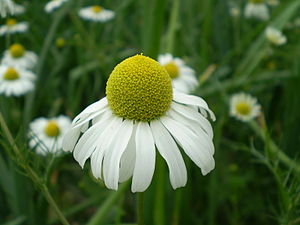 Vid slutet av blomningstiden böjer sig de vita strålbladen nedåt, och de gula diskblommorna finns bara av ett enhetligt slag.