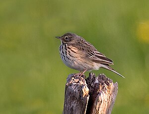 Anthus Pratensis