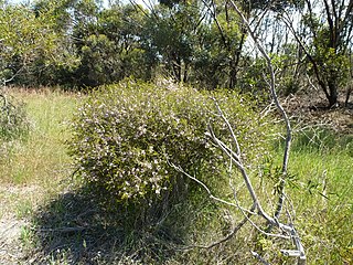 <i>Melaleuca camptoclada</i> Species of shrub