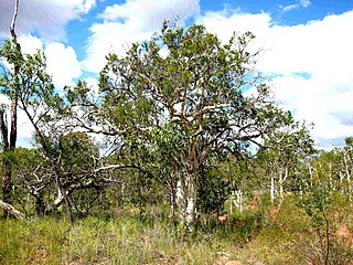 <i>Melaleuca tamariscina</i> Species of flowering plant