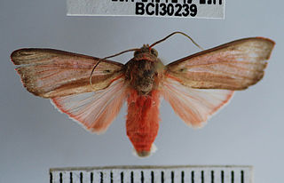 <i>Melese incertus</i> Species of moth