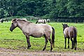 * Nomination Dülmen ponies in the Wildpferdebahn in Merfelder Bruch, Merfeld, Dülmen, North Rhine-Westphalia, Germany --XRay 04:59, 3 July 2021 (UTC) * Promotion  Support Good quality -- Johann Jaritz 05:52, 3 July 2021 (UTC)