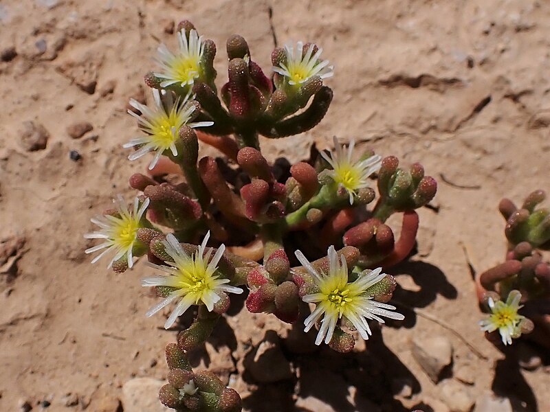 File:Mesembryanthemum nodiflorum kz16.jpg