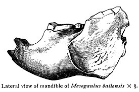 Нижняя челюсть Mesogaulus ballensis