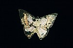 Miniatuur voor Bestand:Metalen vlinder met klem aan achterzijde, voorzijde bedrukt met veelkleurige vlinderafbeelding, objectnr 79408.JPG
