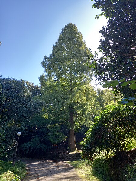 File:Metasequoia jardín Botánico De Lourizán.jpg