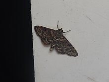 Metasia spilocrossa (15255453973).jpg