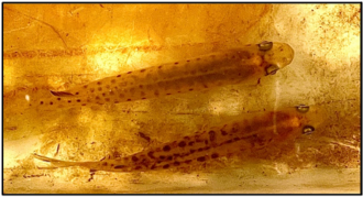 Figure 2. Dorsal view of Galaxias auratus with distinctive golden-amber colouration and dark olive-green circular spots. (picture credit: Miguel Loh) Miguel's Golden Galaxias.png