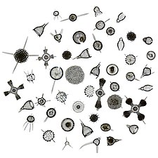 Like diatoms, radiolarians come in many shapes