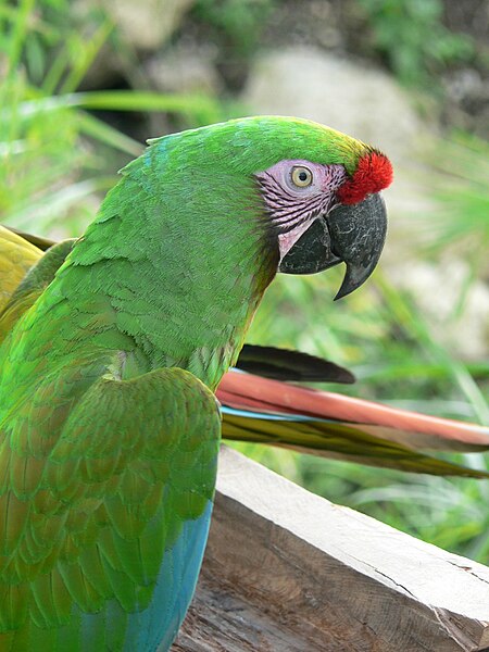 File:Military Macaw (Ara militaris) -upper body.jpg